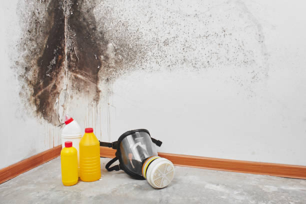 Best Mold Removal Company Near Me  in Hartsville, SC