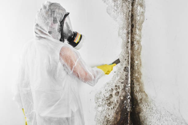 Best Crawl Space Mold Removal  in Hartsville, SC