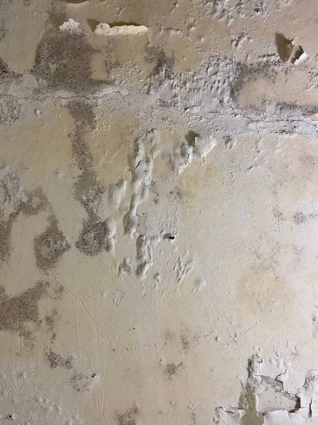 Office Mold Removal Services in Hartsville, SC
