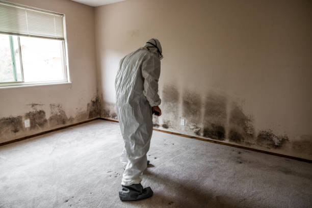 Trusted Hartsville, SC Mold Removal Experts