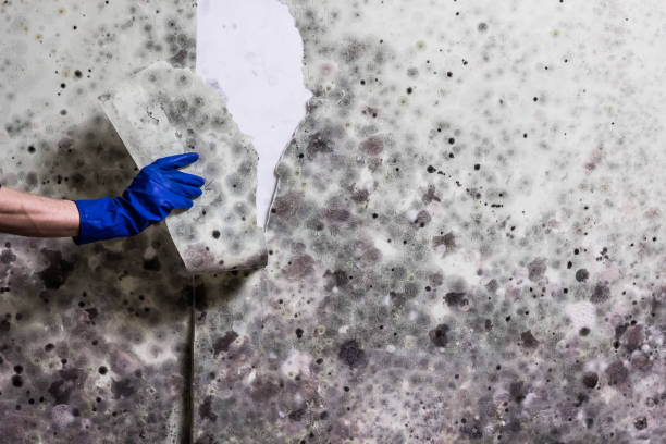 Best Residential Mold Removal  in Hartsville, SC
