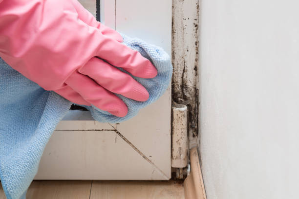Best Mold Damage Repair  in Hartsville, SC